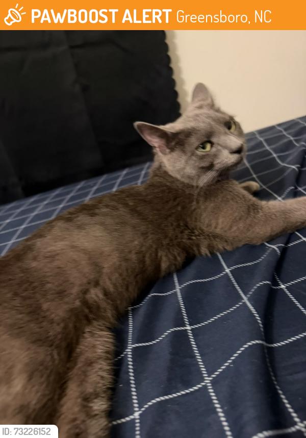 Found/Stray Female Cat last seen FRONT OF MY APPARTMENT, Greensboro, NC 27409