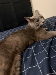 Found/Stray Female Cat last seen FRONT OF MY APPARTMENT, Greensboro, NC 27409