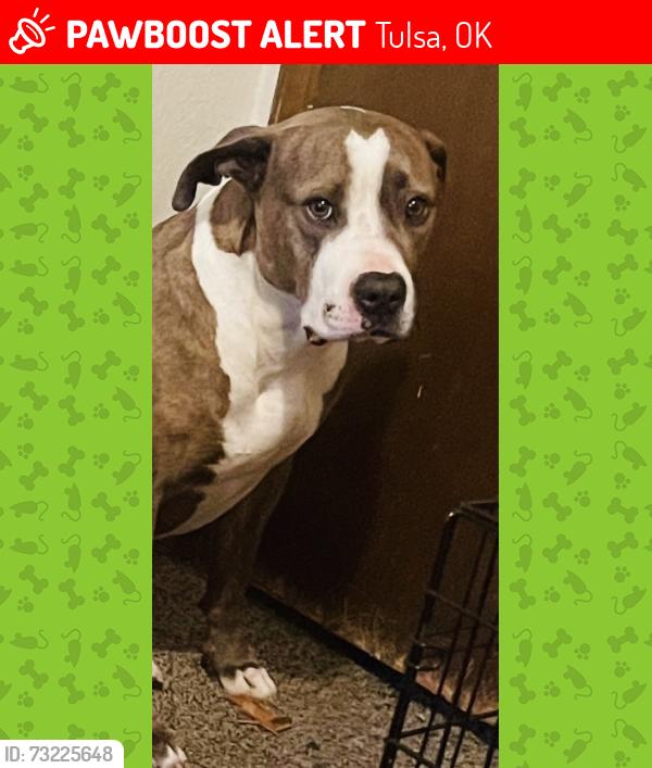 Lost Female Dog last seen Last seen at 2245 Southwest Blvd Tulsa, OK 74107 United States, Tulsa, OK 74107