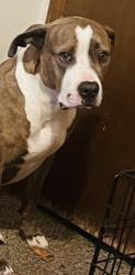 Lost Female Dog last seen Last seen at 2245 Southwest Blvd Tulsa, OK 74107 United States, Tulsa, OK 74107