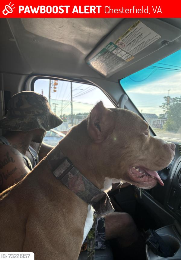 Lost Male Dog last seen Near manning road chesterfield Va, Chesterfield, VA 23832