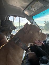 Lost Male Dog last seen Near manning road chesterfield Va, Chesterfield, VA 23832