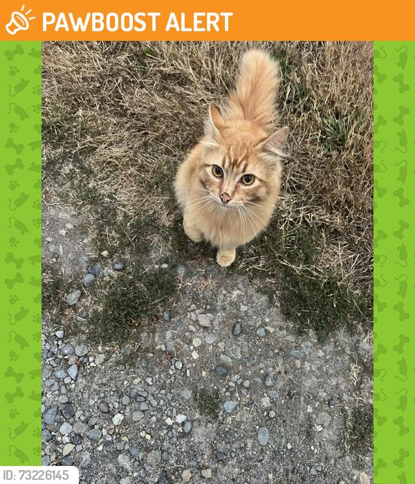 Found/Stray Unknown Cat last seen Brooks Street SW Olympia 98512, Thurston County, WA 98512