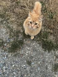 Found/Stray Unknown Cat last seen Brooks Street SW Olympia 98512, Thurston County, WA 98512
