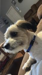 Lost Male Dog last seen Near Kate Bond elementary school, Memphis, TN 38133