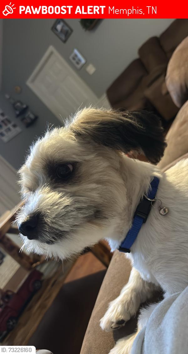 Lost Male Dog last seen Near Kate Bond elementary school, Memphis, TN 38133