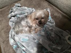 Reunited Female Dog last seen Capricorn, Cedar Hill, TX 75104