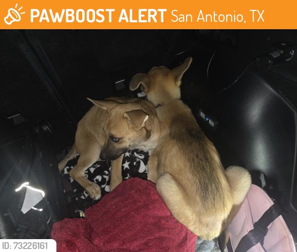 Found/Stray Unknown Dog last seen Fairlawn dr, San Antonio, TX 78223