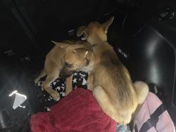 Found/Stray Unknown Dog last seen Fairlawn dr, San Antonio, TX 78223