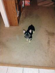 Reunited Female Dog last seen Greenhouse road, Katy, TX 77493
