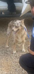 Found/Stray Female Dog last seen Meadowbrook Dr and Cooks Lane, Fort Worth, TX 76120