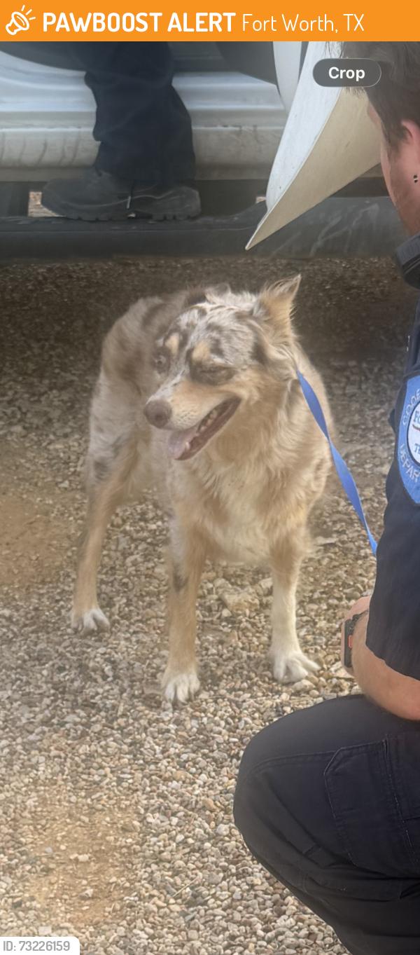 Found/Stray Female Dog last seen Meadowbrook Dr and Cooks Lane, Fort Worth, TX 76120