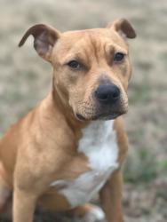 Reunited Female Dog last seen Farm Life School Rd and Ryegrass Lane, Carthage, NC 28327
