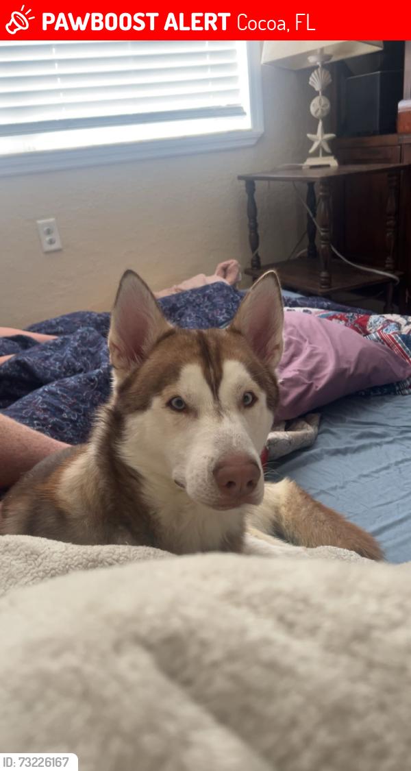 Lost Male Dog last seen Westview drive and Audubon drive, Cocoa, FL 32922