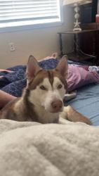 Lost Male Dog last seen Westview drive and Audubon drive, Cocoa, FL 32922
