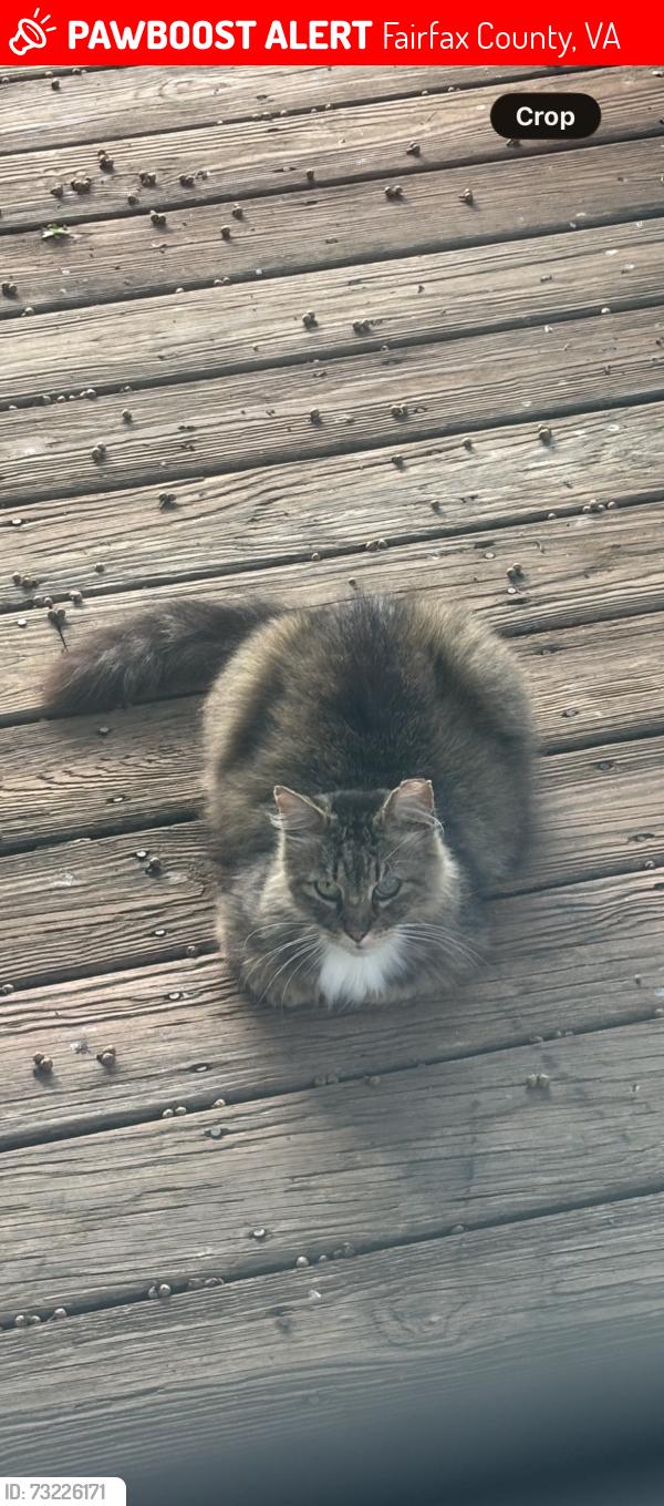 Lost Male Cat last seen Rogers Drive, Falls Church VA, Fairfax County, VA 22042