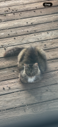 Lost Male Cat last seen Rogers Drive, Falls Church VA, Fairfax County, VA 22042