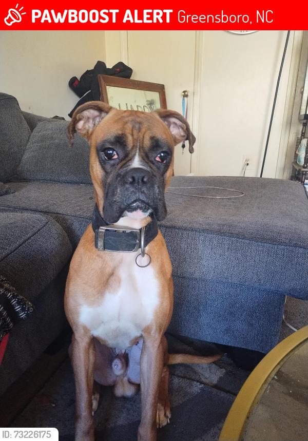 Lost Male Dog last seen Greensboro by red roof inn, Greensboro, NC 27407