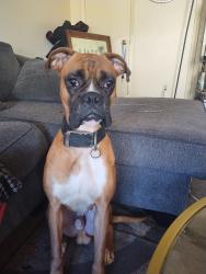 Lost Male Dog last seen Greensboro by red roof inn, Greensboro, NC 27407