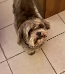 Lost Male Dog last seen Loyola Dr., Kenner, LA 70063