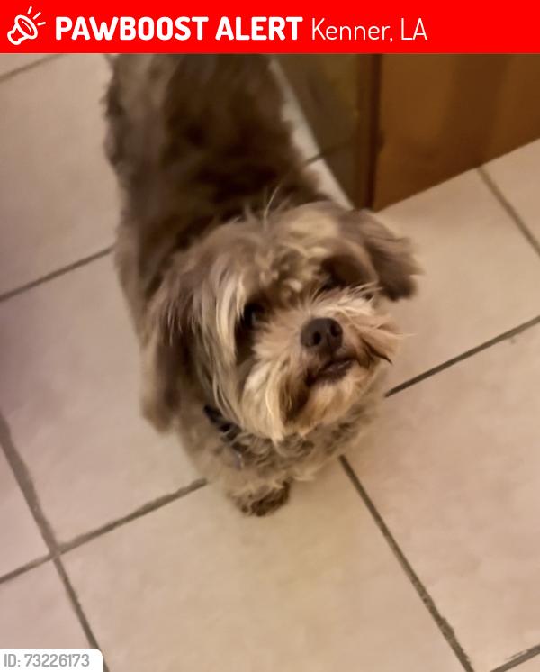 Lost Male Dog last seen Loyola Dr., Kenner, LA 70063