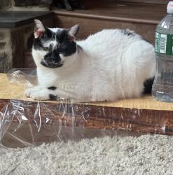 Lost Female Cat last seen Near Sorrento Town Hall, Sorrento, ME 04677