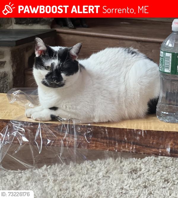 Lost Female Cat last seen Near Sorrento Town Hall, Sorrento, ME 04677