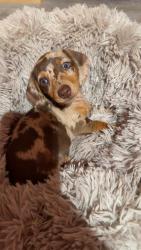 Lost Male Dog last seen county road 12, Fort Morgan, CO 80701