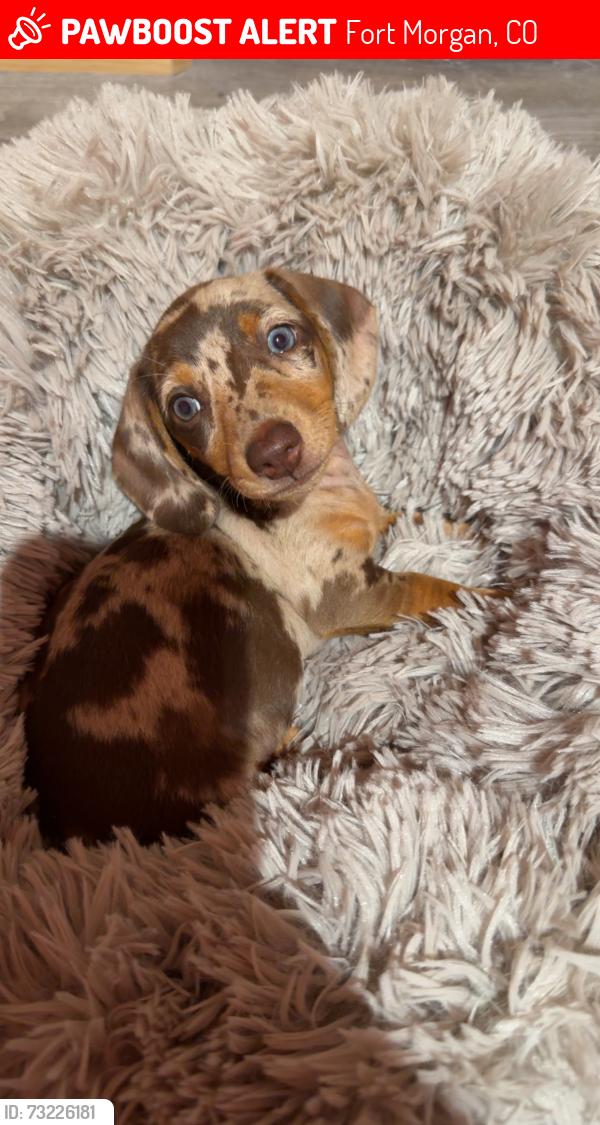 Lost Male Dog last seen county road 12, Fort Morgan, CO 80701