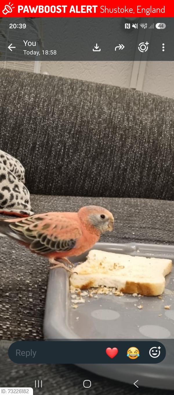 Lost Male Bird last seen Copes Farm shop, Shustoke, England 
