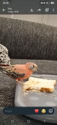 Lost Male Bird last seen Copes Farm shop, Shustoke, England 