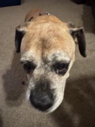 Reunited Female Dog last seen Glendora, CA, USA, Glendora, CA 91740