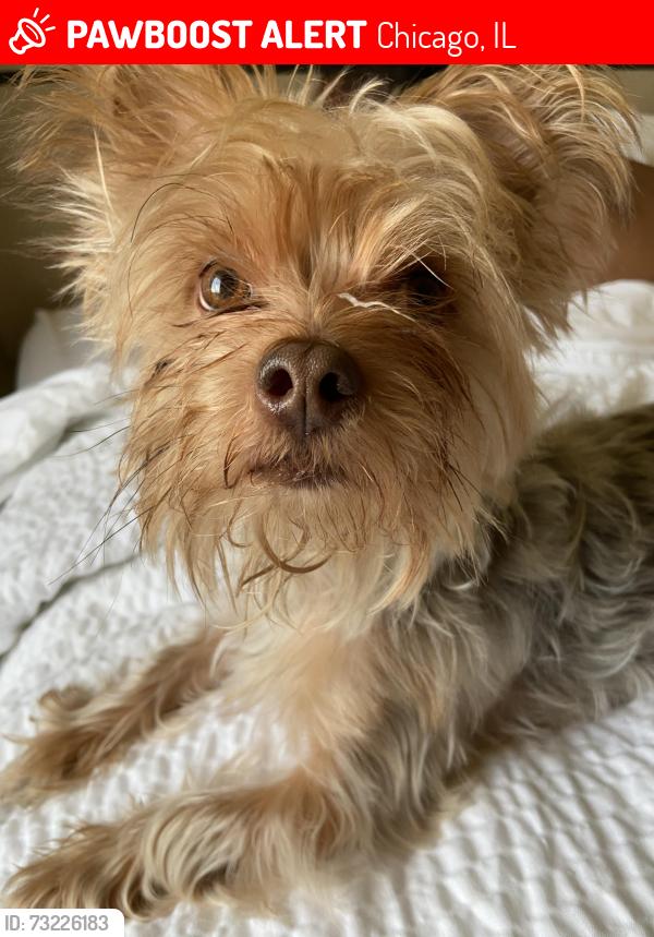 Lost Male Dog last seen 78th Kingston, Chicago, IL 60649