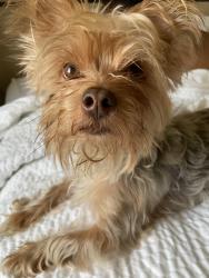 Lost Male Dog last seen 78th Kingston, Chicago, IL 60649