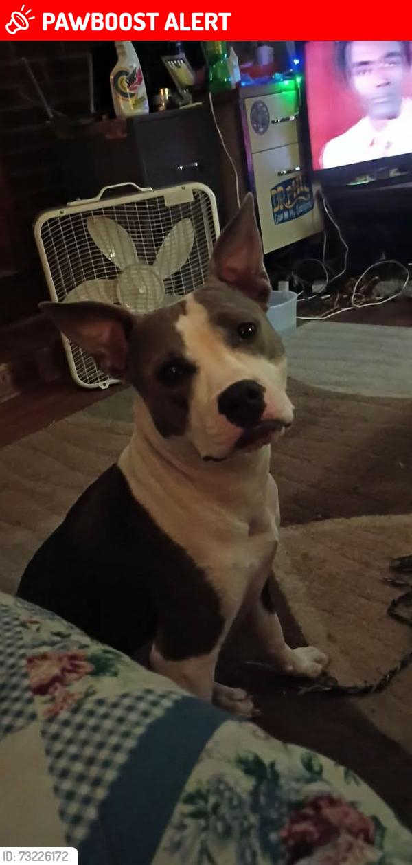 Lost Female Dog last seen Off union rd by apts n dentist office, Herefordshire, England HR1 2EP