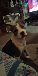 Lost Female Dog last seen Off union rd by apts n dentist office, Herefordshire, England HR1 2EP