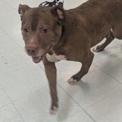 Shelter Stray Male Dog last seen , Animal Care & Control Team of Philly, 111 W Hunting Park Ave, Philadelphia, PA 19140, USA
