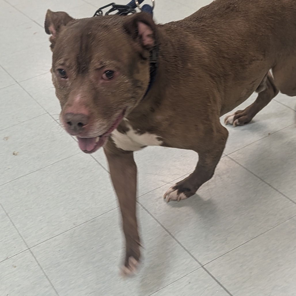 Shelter Stray Male Dog last seen , Animal Care & Control Team of Philly, 111 W Hunting Park Ave, Philadelphia, PA 19140, USA