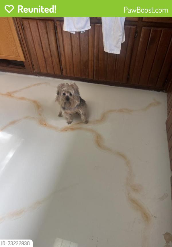 Reunited Female Dog last seen Near Halsey St, Orlando, FL 32839, USA, Orlando, FL 32839