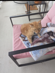Lost Male Cat last seen 9 Mile between Greater Mack and Jefferson, St. Clair Shores, MI 48080