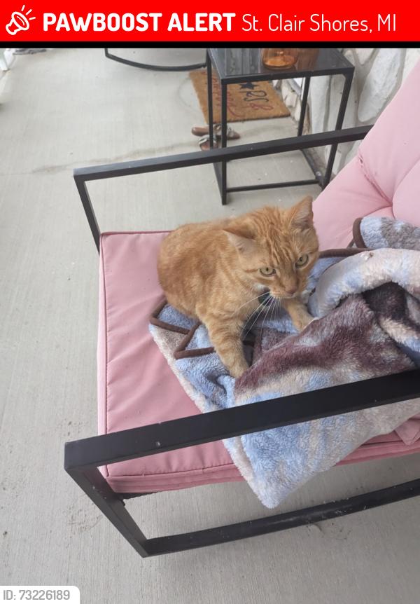 Lost Male Cat last seen 9 Mile between Greater Mack and Jefferson, St. Clair Shores, MI 48080