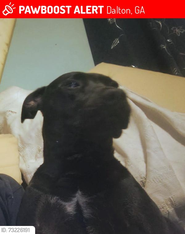 Lost Female Dog last seen North South Bypass Tibbs Bridge Rd., Dalton, GA 30721
