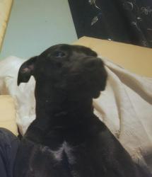 Lost Female Dog last seen North South Bypass Tibbs Bridge Rd., Dalton, GA 30721