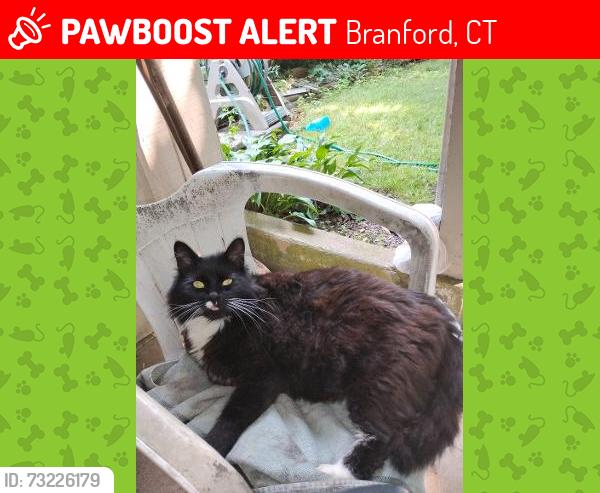 Lost Female Cat last seen Rogers, Cedar street, Branford, CT 06405