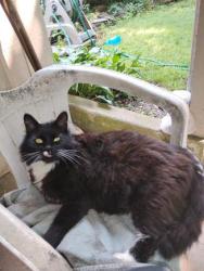 Lost Female Cat last seen Rogers, Cedar street, Branford, CT 06405