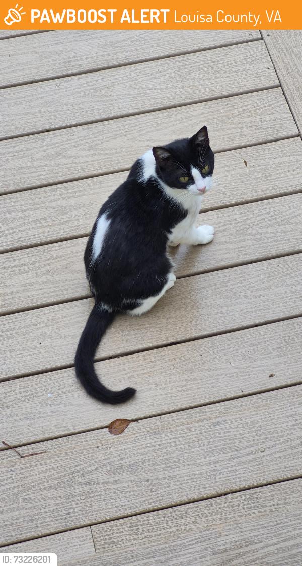 Found/Stray Male Cat last seen Peach Grove Road, Louisa County, VA 23093