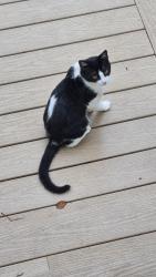 Found/Stray Male Cat last seen Peach Grove Road, Louisa County, VA 23093