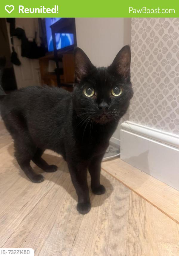 Reunited Female Cat last seen Near Green lane, Cherry orchard park, Hecroft Primary school, Southend-on-Sea, England 