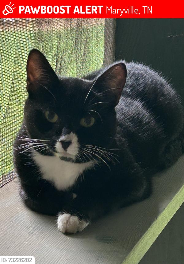 Lost Female Cat last seen Montvale Rd Maryville TN, Maryville, TN 37803