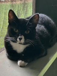 Lost Female Cat last seen Montvale Rd Maryville TN, Maryville, TN 37803